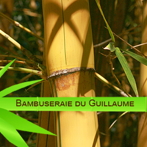 La bambusaie du Guillaume 